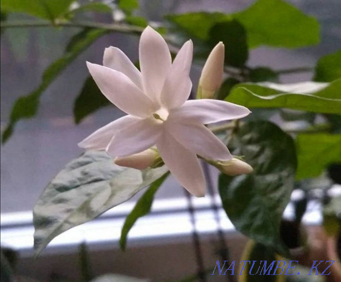 I will sell rooted cuttings of jasmine sambac Pavlodar - photo 2
