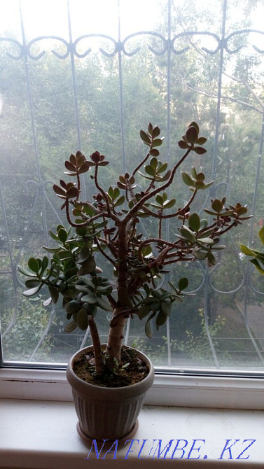 Семіз әйел, тірі ақша ағашы.  Алматы - изображение 1