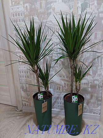 Flowers for office and apartments Astana - photo 4
