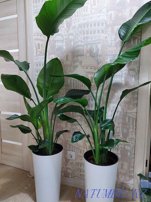 Flowers for office and apartments Astana - photo 2