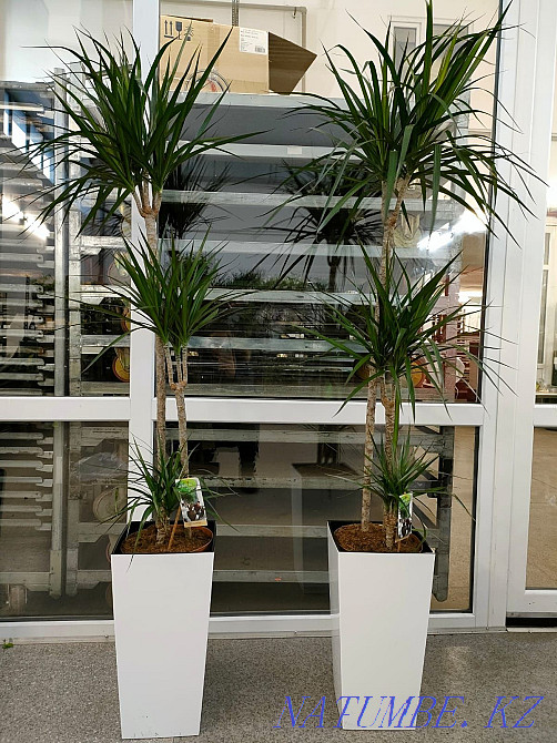 Flowers for office and apartments Astana - photo 6