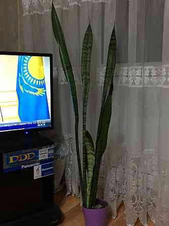 Не капризные крупные цветы для офиса выше 1 метра - сансивьера трехпол  Алматы