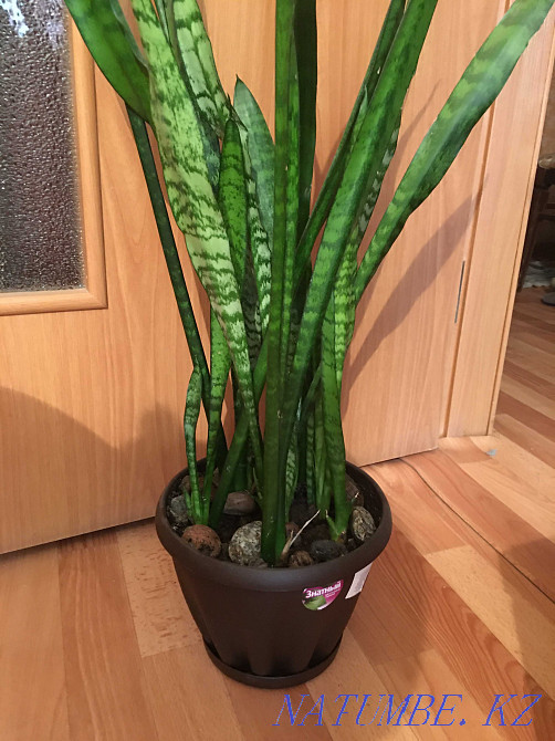 Кеңсе үшін 1 метрден жоғары үлкен гүлдер - sansiviera tripol  Алматы - изображение 2