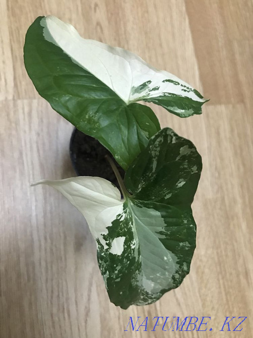 Indoor flowers Kostanay - photo 5