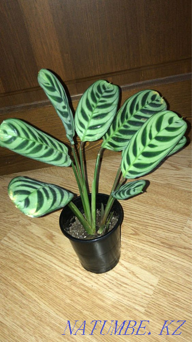 Indoor flowers Kostanay - photo 4