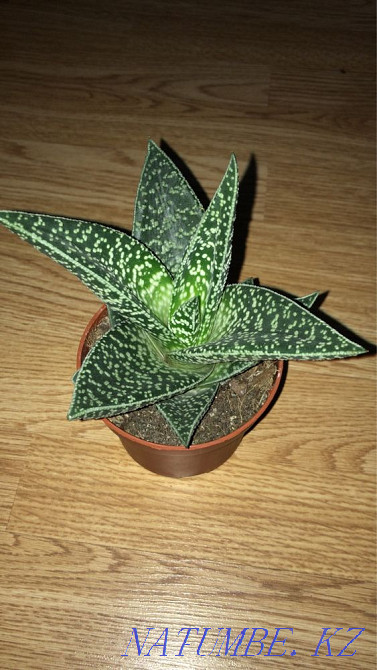 Indoor flowers Kostanay - photo 2