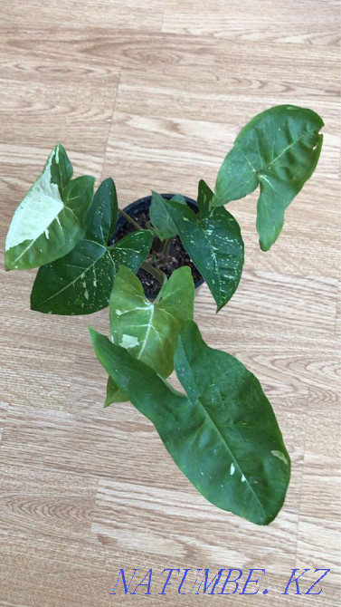 Indoor flowers Kostanay - photo 8