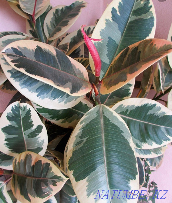 Продам фикус Каучуконосный "Эластика" Усть-Каменогорск - изображение 1