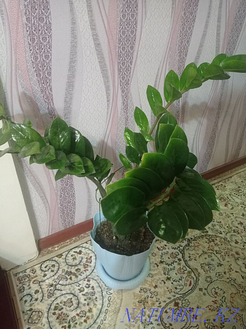 Indoor flower Zamioculcas. Semey - photo 3