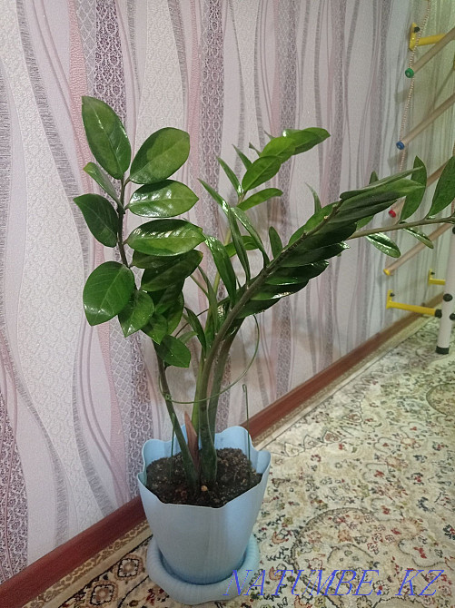 Indoor flower Zamioculcas. Semey - photo 1