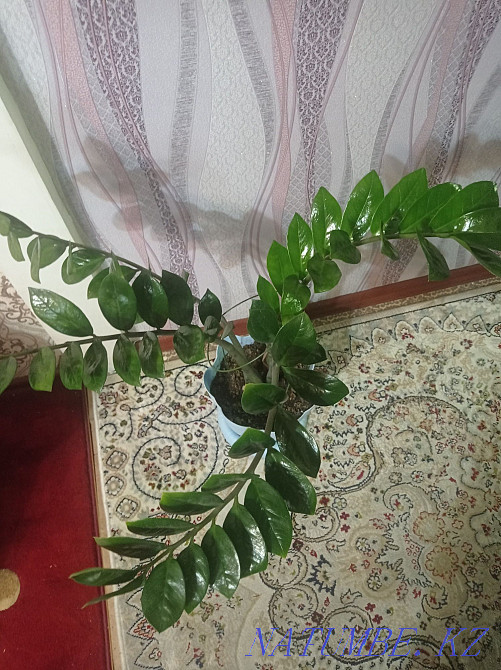 Indoor flower Zamioculcas. Semey - photo 2