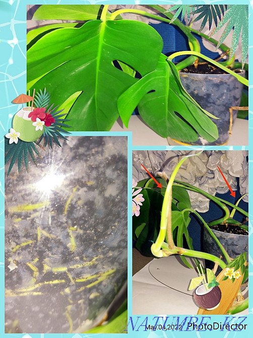 Комнатные цветы не требуют пересадки Темиртау - изображение 1