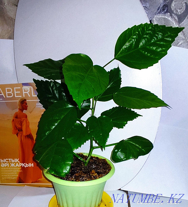 Комнатные цветы не требуют пересадки Темиртау - изображение 3