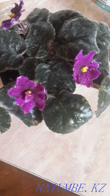 Комнатные растения в горшках Рудный - изображение 5