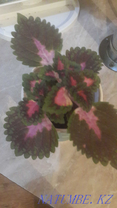 Комнатные растения в горшках Рудный - изображение 7