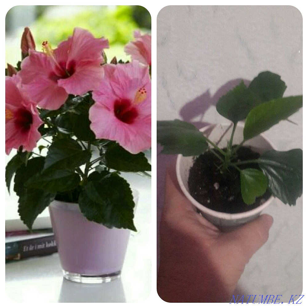 Комнатные растения в горшках Рудный - изображение 4