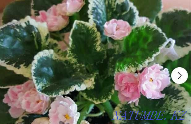 Комнатные растения в горшках Рудный - изображение 2