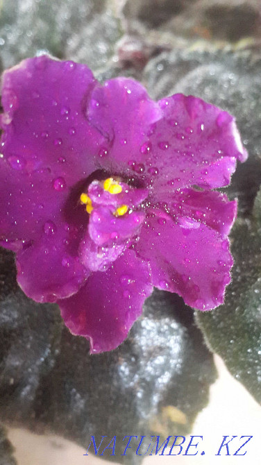 Комнатные растения в горшках Рудный - изображение 6