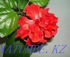 Комнатные растения в горшках Рудный - изображение 3