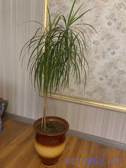 indoor flower for sale Kostanay - photo 1