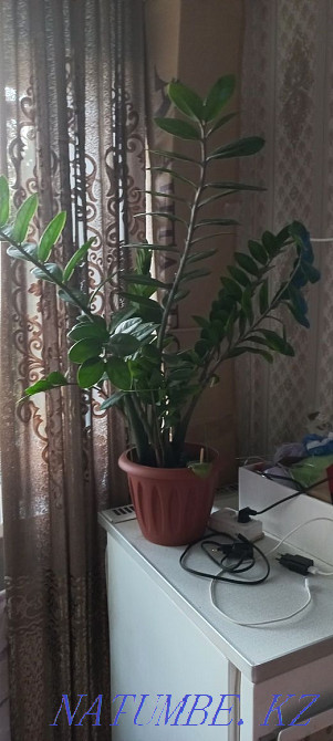 Продам доллоровое дерево Усть-Каменогорск - изображение 1