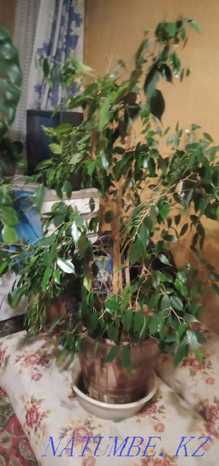 Sell indoor flower ficus Benjamin Ust-Kamenogorsk - photo 1