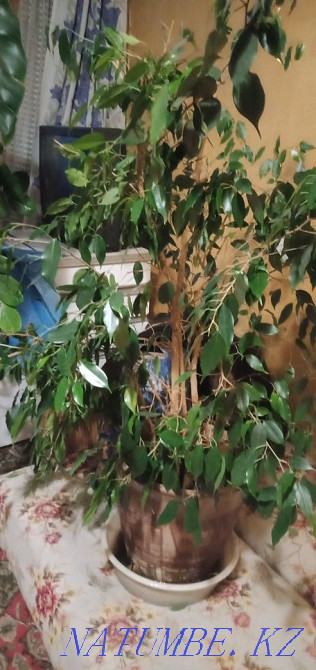 Sell indoor flower ficus Benjamin Ust-Kamenogorsk - photo 2