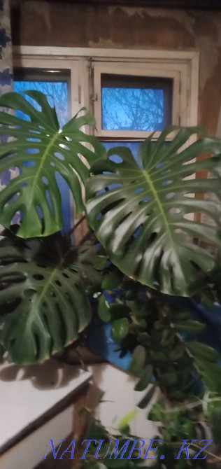 Продам комнатный цветок монстера Усть-Каменогорск - изображение 1