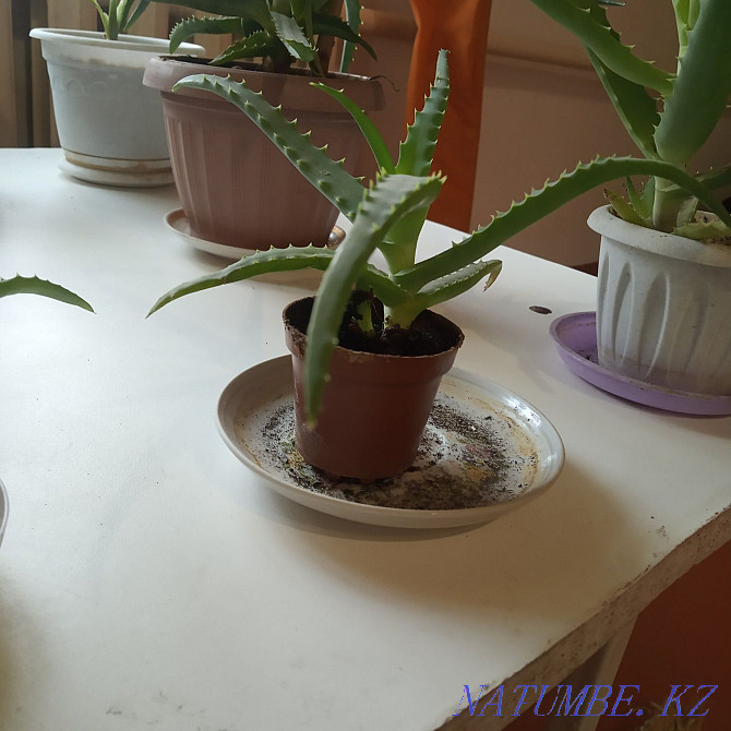 Aloe flower and sprouts Pavlodar - photo 2