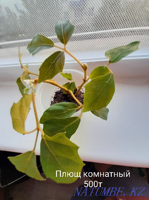 Жабық гүлдер, таңқаларлық емес.  Балқаш - изображение 6