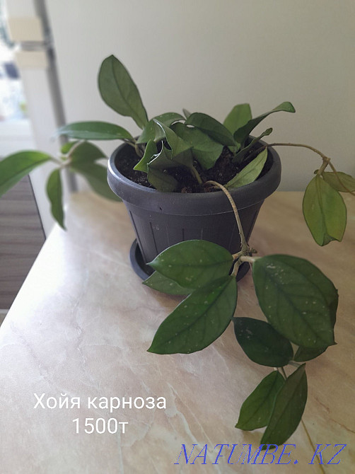 Indoor flowers. Not whimsical in care, different Balqash - photo 4