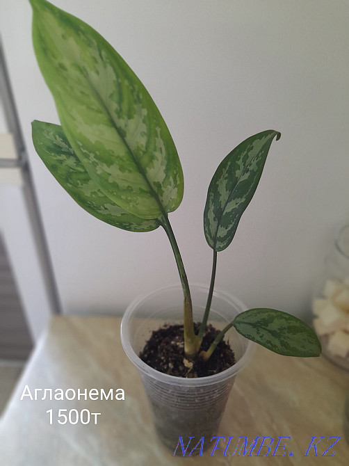 Indoor flowers. Not whimsical in care, different Balqash - photo 2