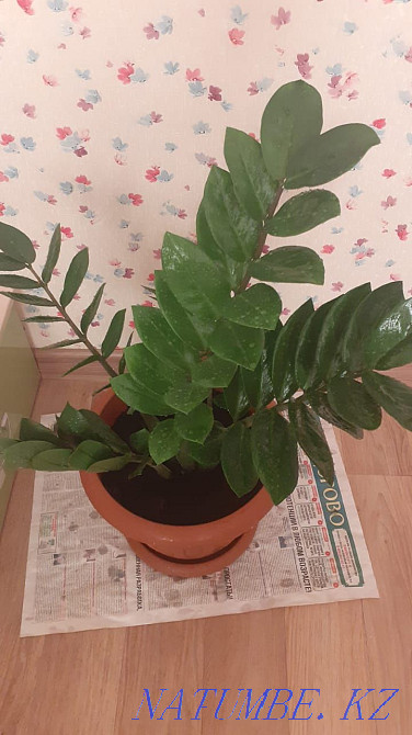 Долларовые деревья Белоярка - изображение 3