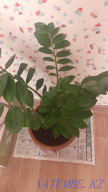 Долларовые деревья Белоярка - изображение 6