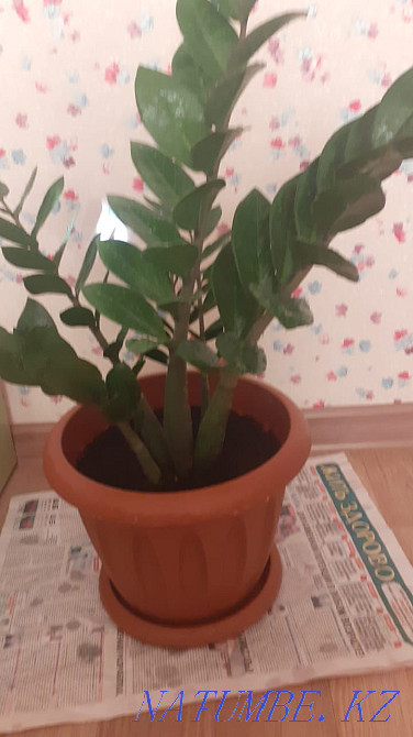 Долларовые деревья Белоярка - изображение 2