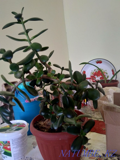 flowers money tree Taraz - photo 1