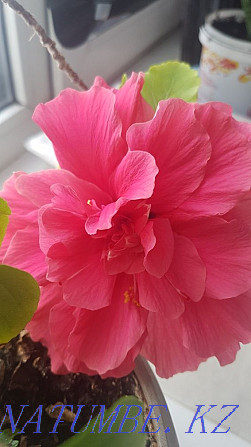 Hibiscus, Chinese rose Astana - photo 1