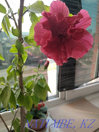 Hibiscus, Chinese rose Astana - photo 6