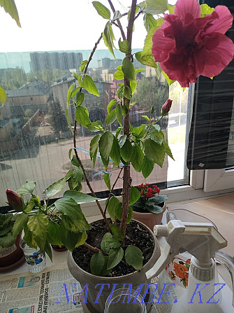 Hibiscus, Chinese rose Astana - photo 5