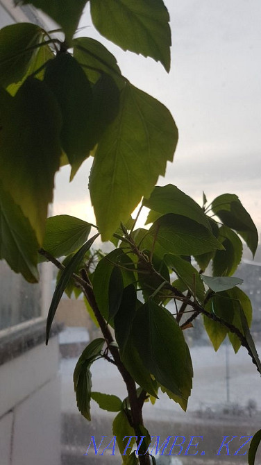 Hibiscus, Chinese rose Astana - photo 2