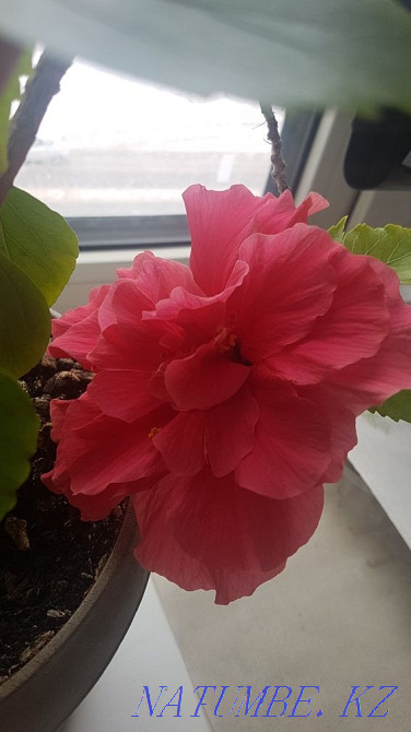 Hibiscus, Chinese rose Astana - photo 4