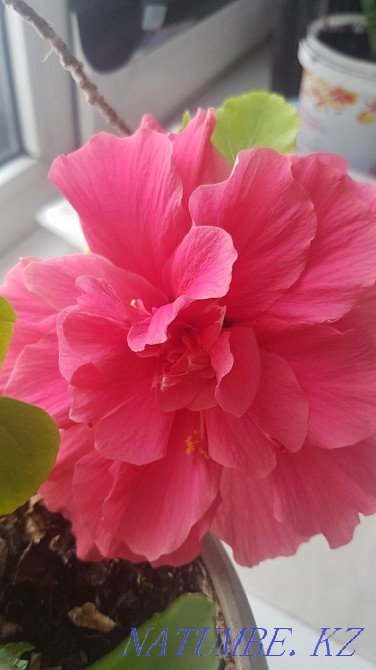 Hibiscus, Chinese rose Astana - photo 1