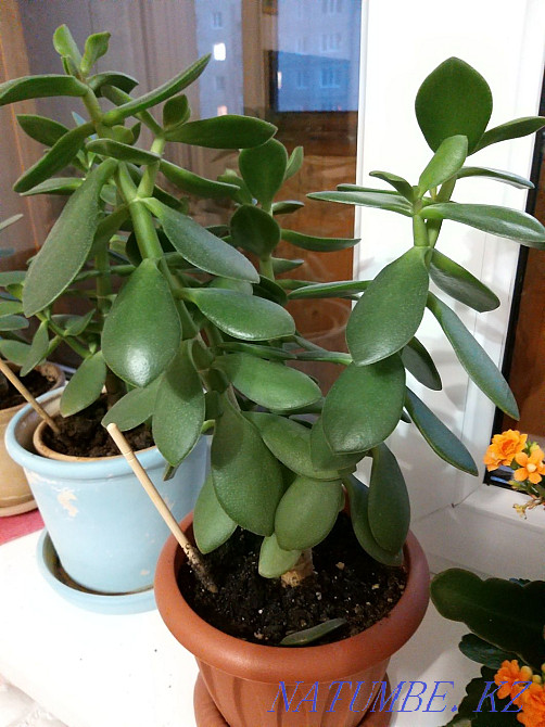 Денежное дерево 30 см Костанай - изображение 1