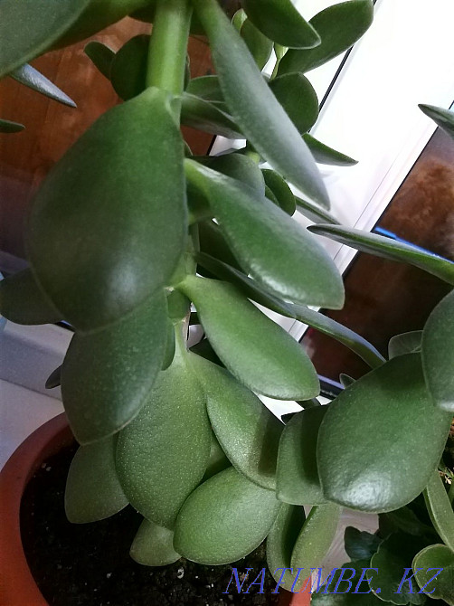 Денежное дерево 30 см Костанай - изображение 2