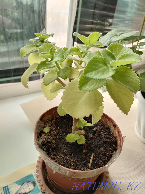 Продам мяту ароматную Астана - изображение 3