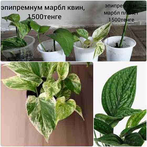 Коллекционные домашние растения. Almaty