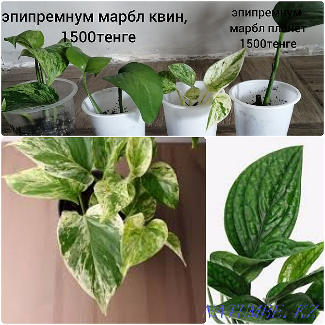 Коллекционные домашние растения. Алматы - изображение 4