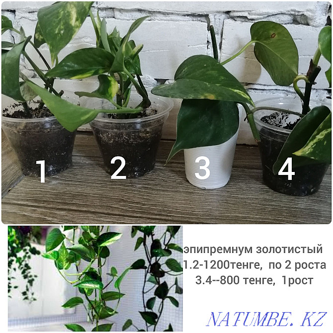 Коллекционные домашние растения. Алматы - изображение 7