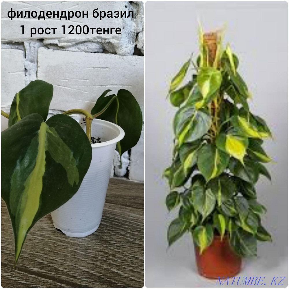 Коллекционные домашние растения. Алматы - изображение 6