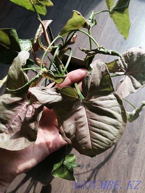 Коллекционные домашние растения. Алматы - изображение 2